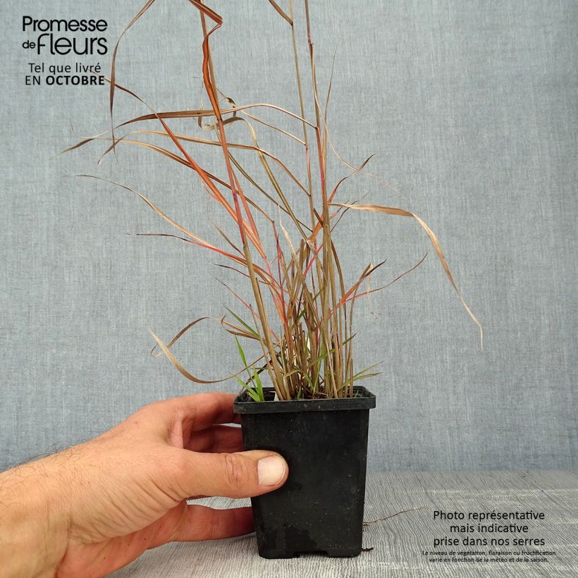 Spécimen de Miscanthus sinensis Ferner Osten - Roseau de Chine Godet de 8/9 cm tel que livré en automne