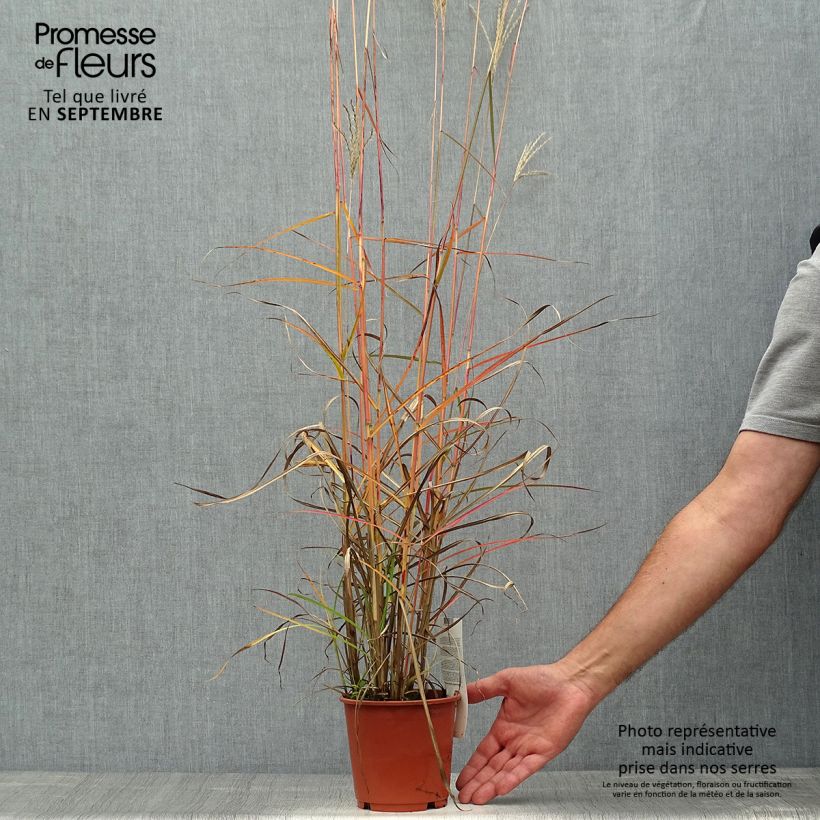 Spécimen de Miscanthus sinensis Ferner Osten - Roseau de Chine Pot de 1L/1,5L tel que livré en automne