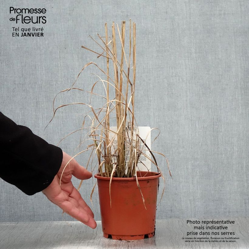 Spécimen de Miscanthus sinensis Ferner Osten - Roseau de Chine Pot de 1L/1,5L tel que livré en hiver