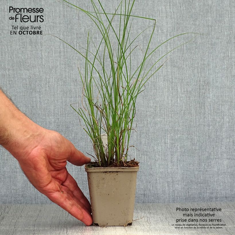 Spécimen de Miscanthus sinensis Flamingo - Eulalie - Roseau de Chine Godet de 8/9 cm tel que livré en automne