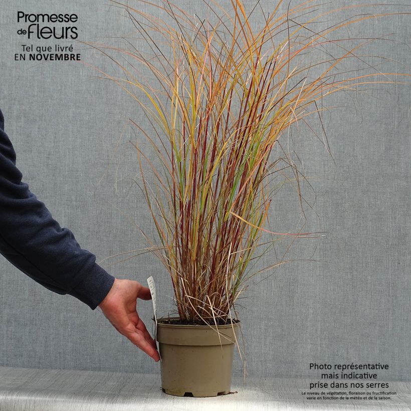 Spécimen de Miscanthus sinensis Flamingo - Eulalie - Roseau de Chine Pot de 2L/3L tel que livré en automne