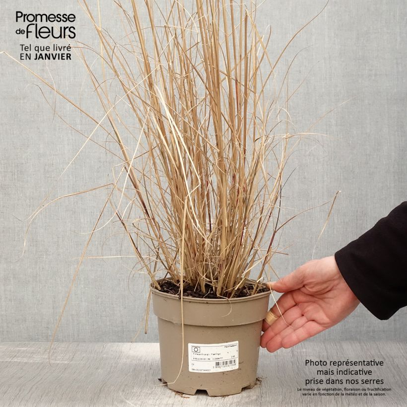 Spécimen de Miscanthus sinensis Flamingo - Eulalie - Roseau de Chine Pot de 2L/3L tel que livré en hiver