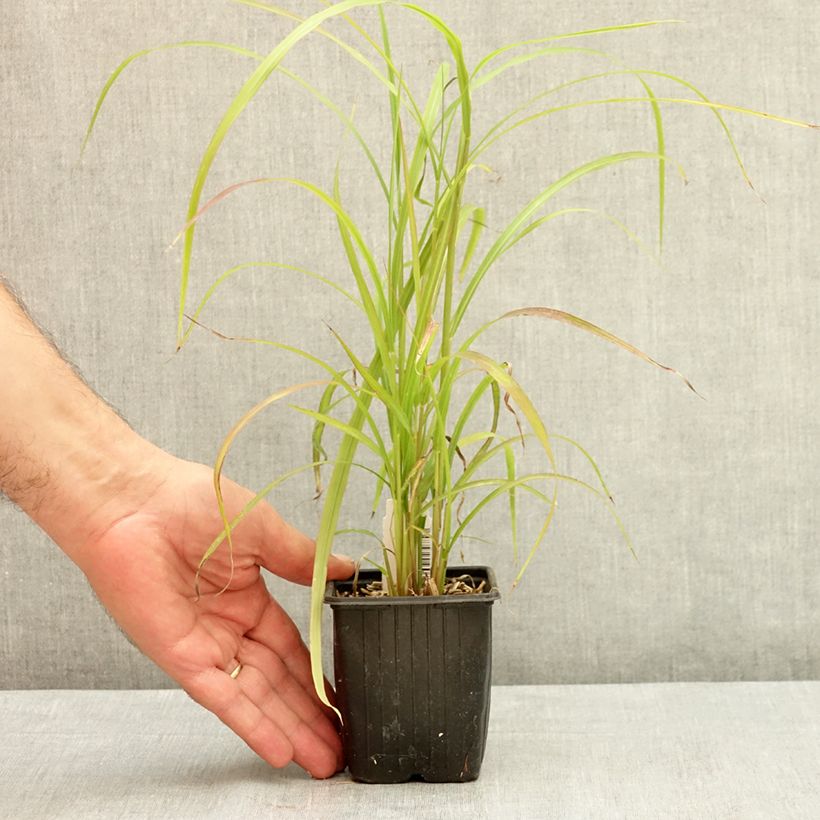 Spécimen de Miscanthus sinensis Ghana - Roseau de Chine Godet de 8/9 cm tel que livré en été