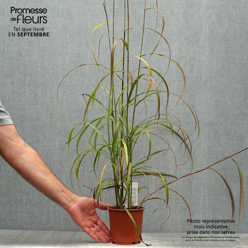 Spécimen de Miscanthus sinensis Ghana - Roseau de Chine Pot de 1L/1,5L tel que livré en automne