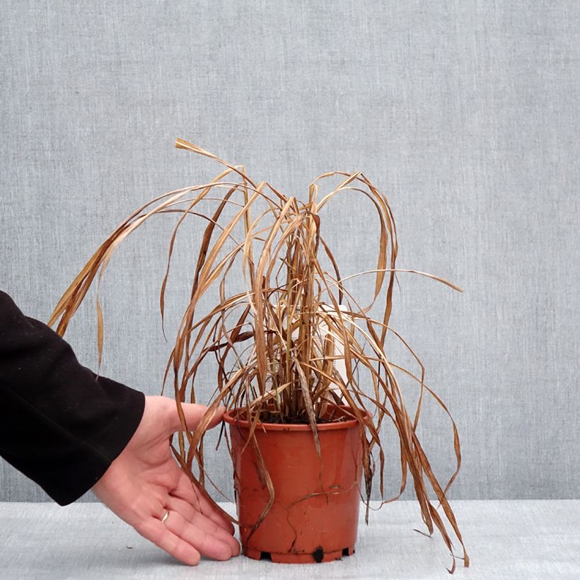 Spécimen de Miscanthus sinensis Ghana - Roseau de Chine Pot de 1L/1,5L tel que livré en hiver
