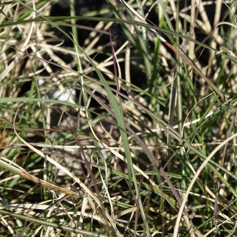 Miscanthus sinensis Gnom - Eulalie, Roseau de Chine (Feuillage)