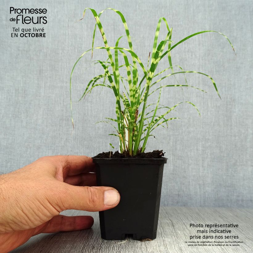 Spécimen de Miscanthus sinensis Gold Bar - Roseau de Chine Godet de 8/9 cm tel que livré en automne