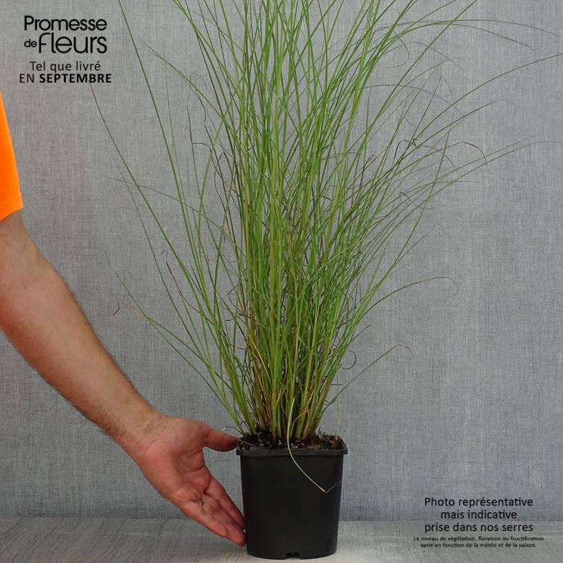 Spécimen de Miscanthus sinensis Gracillimus - Eulalie  Pot de 2L/3L tel que livré en été