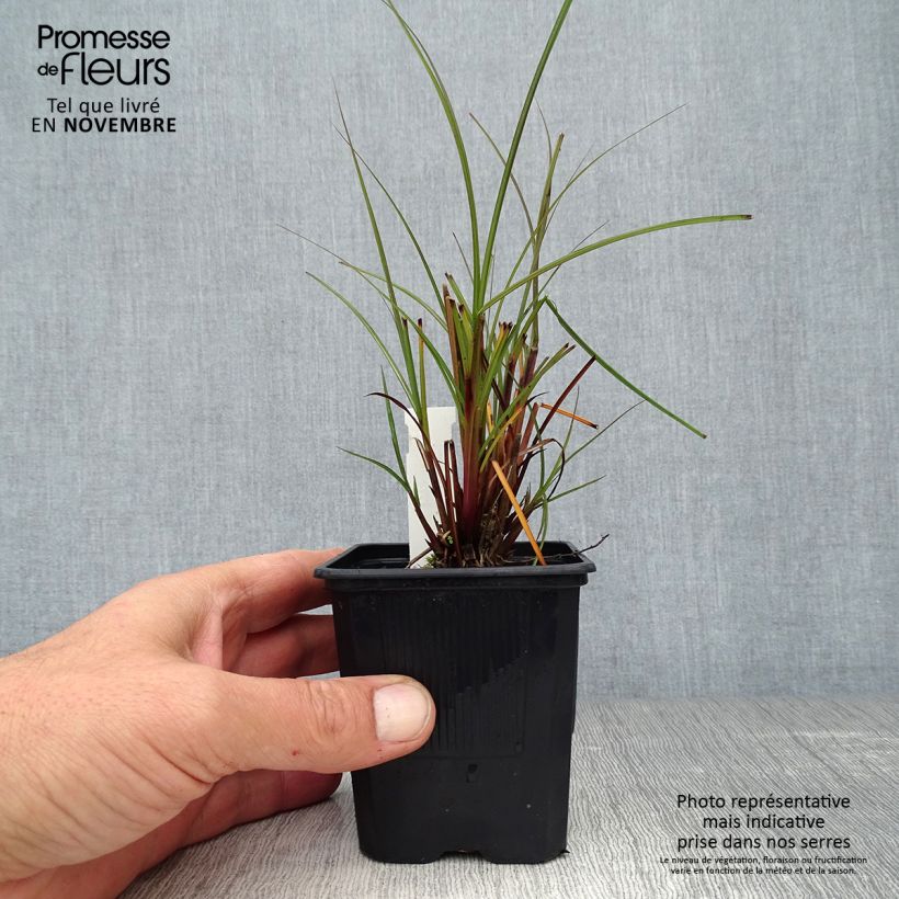 Spécimen de Miscanthus sinensis Gracillimus - Eulalie  Godet de 8/9 cm tel que livré en automne