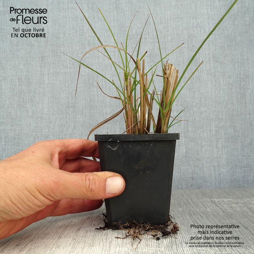 Spécimen de Miscanthus sinensis Graziella - Roseau de Chine Godet de 8/9 cm tel que livré en automne