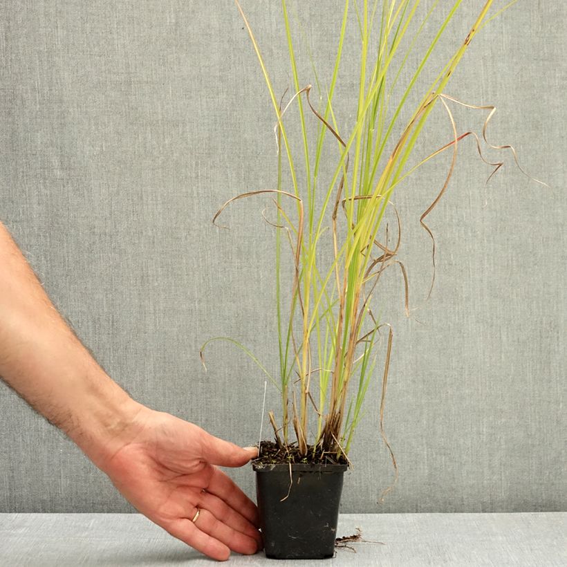 Spécimen de Miscanthus sinensis Grosse Fontäne - Eulalie Godet de 8/9 cm tel que livré en été