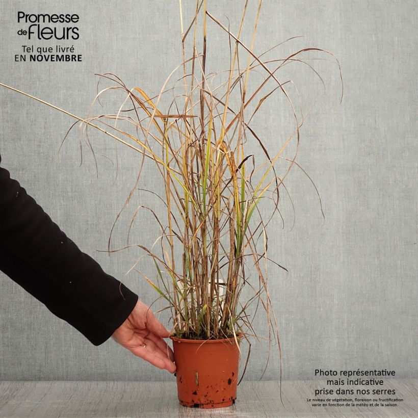 Spécimen de Miscanthus sinensis Kaskade - Roseau de Chine Pot de 1L/1,5L tel que livré en automne