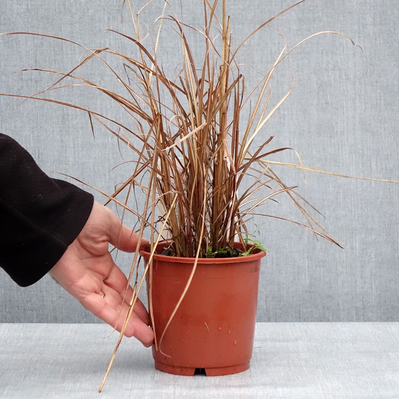 Miscanthus sinensis Kaskade Vaso da 1L/1,5L esemplare consegnato in inverno