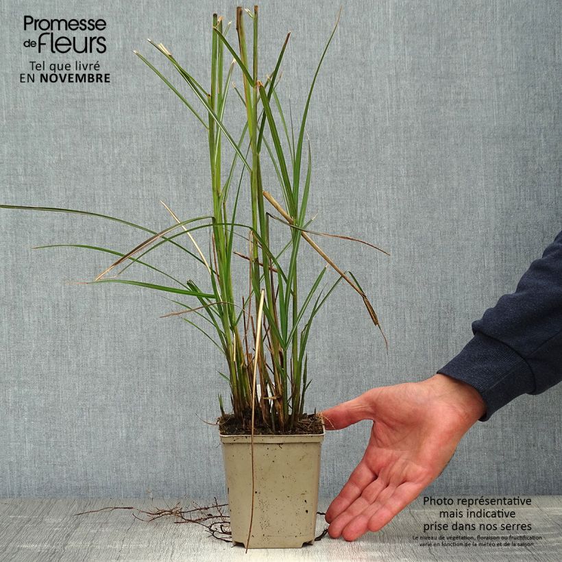 Spécimen de Miscanthus sinensis Kleine Fontäne (Petite Fontaine) Godet de 8/9 cm tel que livré en automne