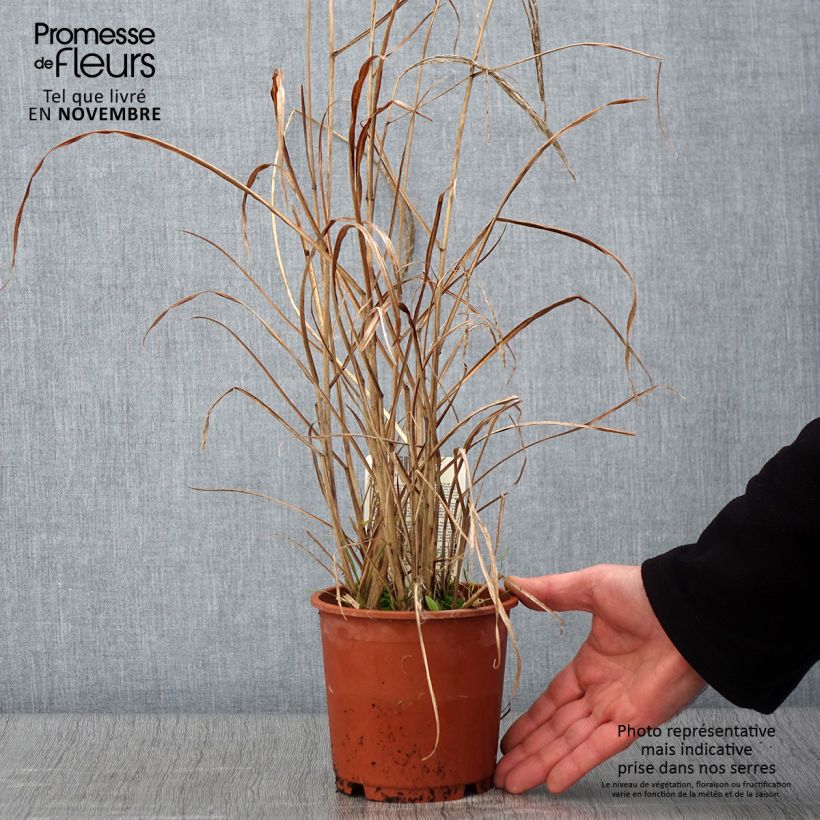 Spécimen de Miscanthus sinensis Kleine Fontäne (Petite Fontaine) Pot de 1L/1,5L tel que livré en automne