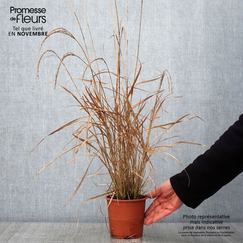 Spécimen de Miscanthus sinensis Kleine Silberspinne - Roseau de Chine Pot de 1L/1,5L tel que livré en automne