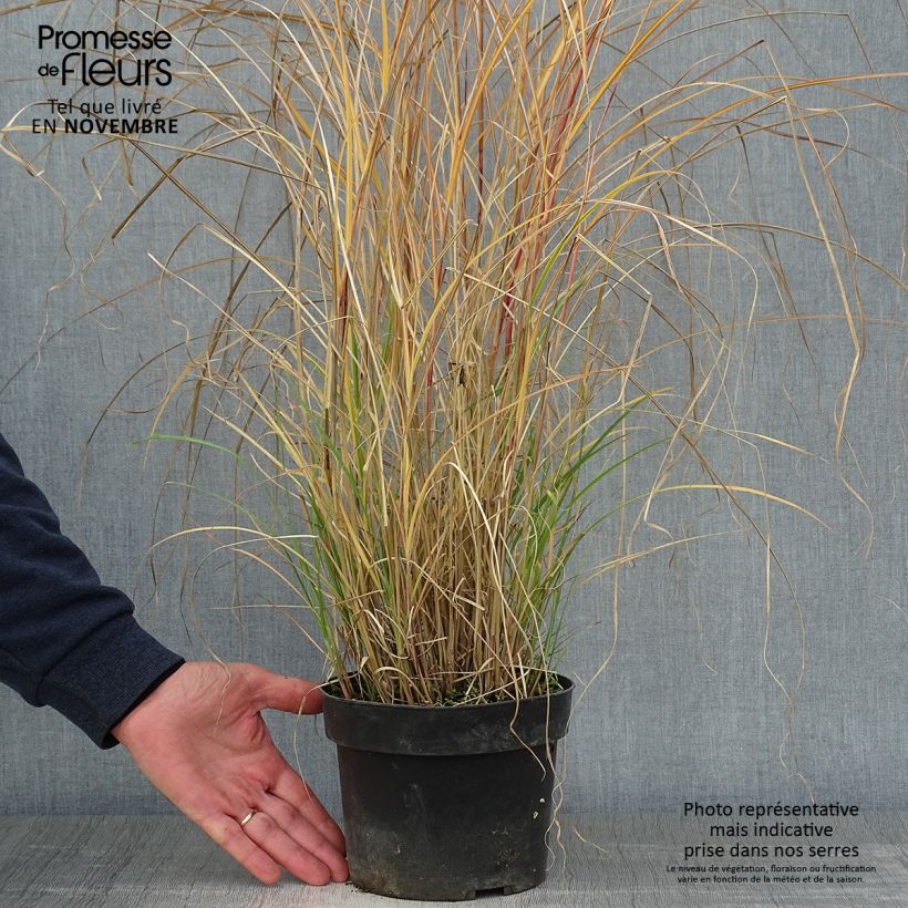 Spécimen de Miscanthus sinensis Kleine Silberspinne - Roseau de Chine Pot de 4L/5L tel que livré en automne
