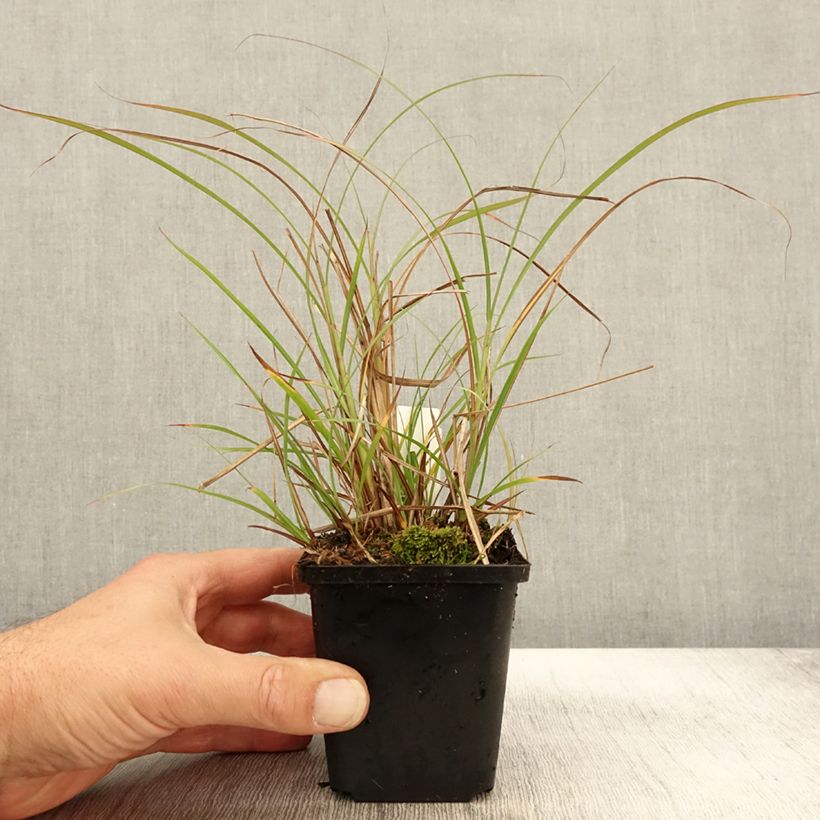 Spécimen de Miscanthus sinensis Krater - Eulalie, Roseau de Chine Godet de 8/9 cm tel que livré en automne