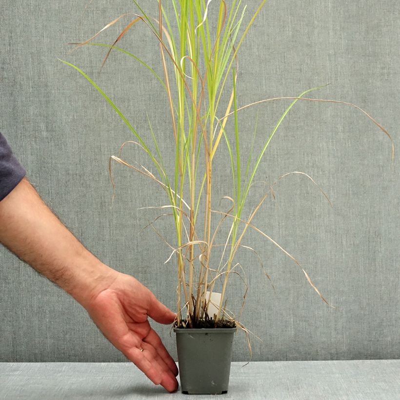 Spécimen de Miscanthus sinensis Little Miss - Roseau de Chine Godet de 8/9 cm tel que livré en été