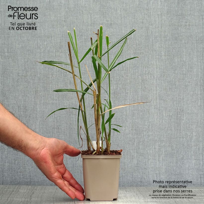 Spécimen de Miscanthus sinensis Malepartus - Eulalie, Roseau de Chine Godet de 8/9 cm tel que livré en automne