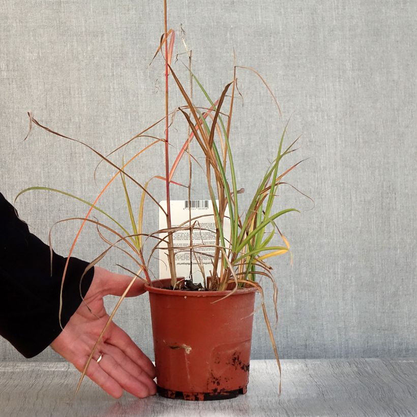 Spécimen de Miscanthus sinensis Malepartus - Eulalie, Roseau de Chine Pot de 1L/1,5L tel que livré en automne