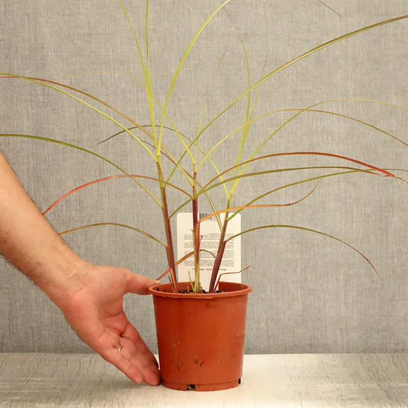 Spécimen de Miscanthus sinensis Malepartus - Eulalie, Roseau de Chine Pot de 1L/1,5L tel que livré en été