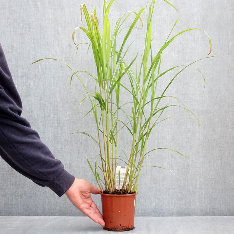 Spécimen de Miscanthus sinensis Malepartus - Eulalie, Roseau de Chine Pot de 1L/1,5L tel que livré au printemps