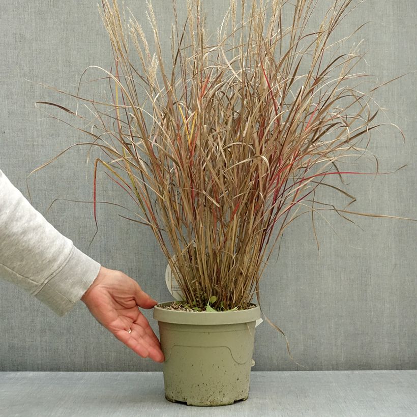 Spécimen de Miscanthus sinensis Missmini - Eulalie, Roseau de Chine Pot de 3L/4L tel que livré en automne