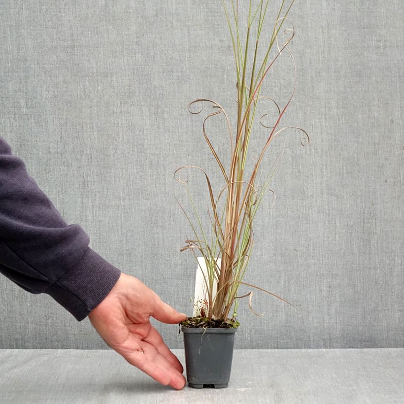 Spécimen de Miscanthus sinensis Morning Bright - Roseau de Chine Godet de 8/9 cm tel que livré en automne