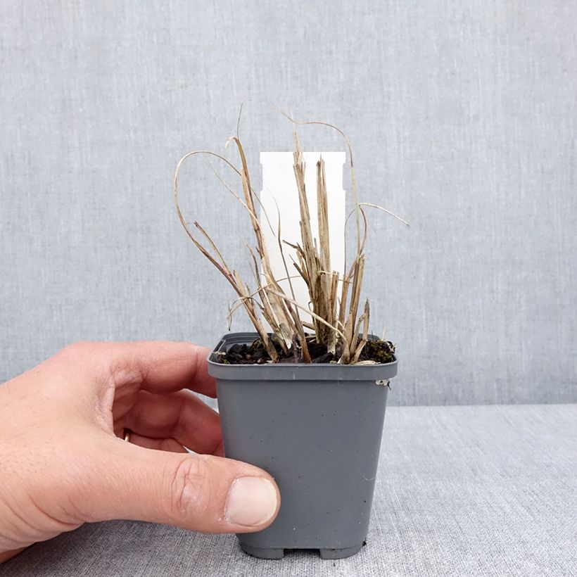 Spécimen de Miscanthus sinensis Morning Bright - Roseau de Chine Godet de 8/9 cm tel que livré au printemps