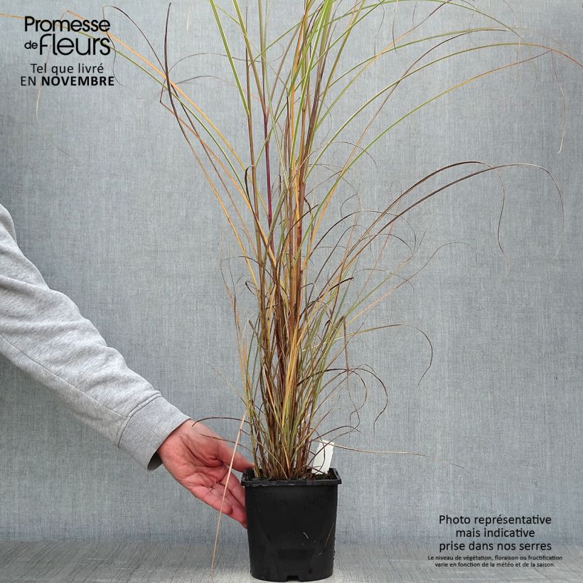 Spécimen de Miscanthus sinensis Morning Light - Eulalie, Roseau de Chine Pot de 2L/3L tel que livré en automne