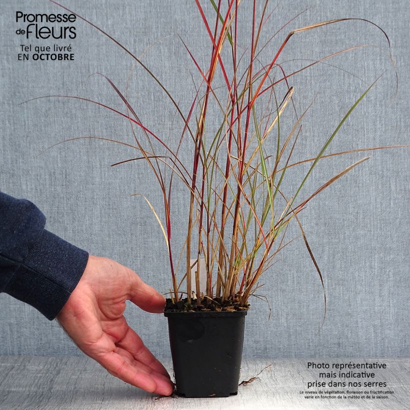 Spécimen de Miscanthus sinensis Nippon - Eulalie, Roseau de Chine Godet de 8/9 cm tel que livré en automne