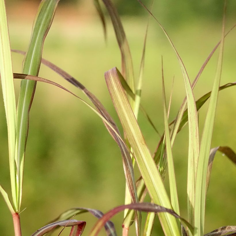 Miscanthus sinensis Nippon - Eulalie, Roseau de Chine (Feuillage)