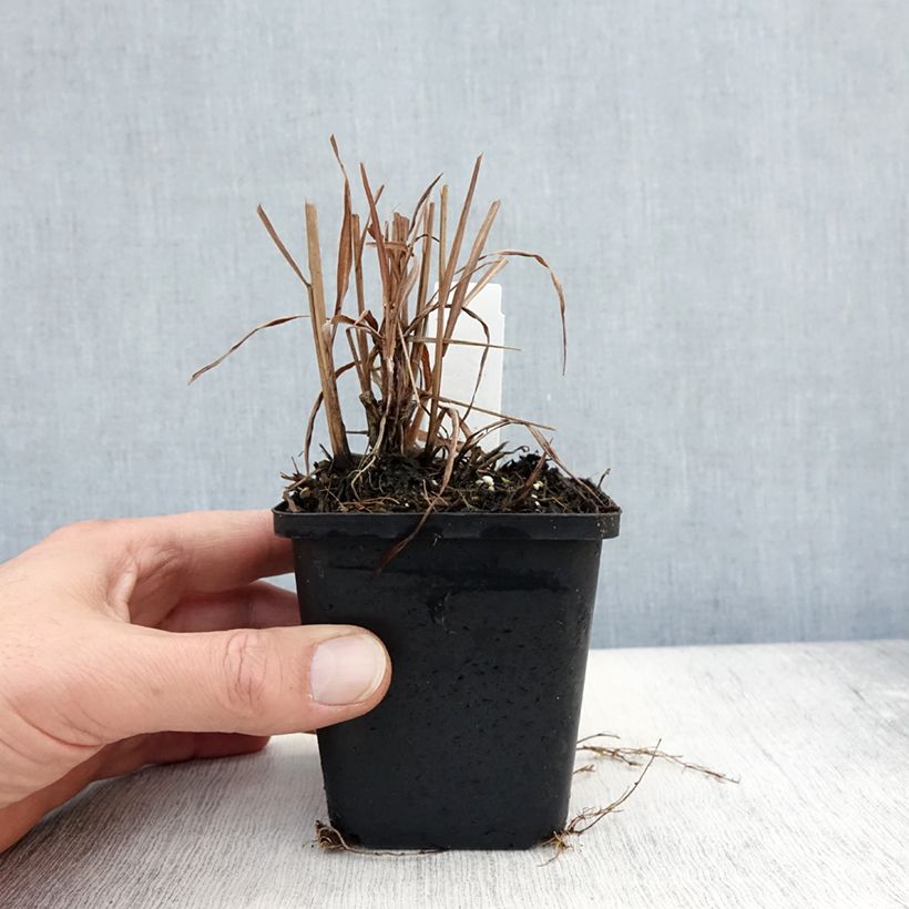 Spécimen de Miscanthus sinensis Purpurascens, Eulalie Godet de 8/9 cm tel que livré en automne