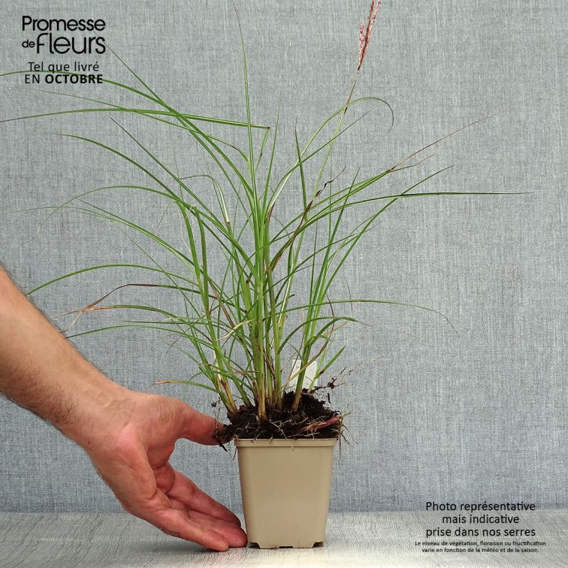 Spécimen de Miscanthus sinensis Red Chief - Roseau de Chine Godet de 8/9 cm tel que livré en automne