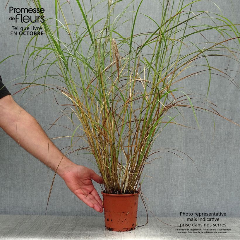 Spécimen de Miscanthus sinensis Red Chief - Roseau de Chine Pot de 1,5L/2L tel que livré en automne