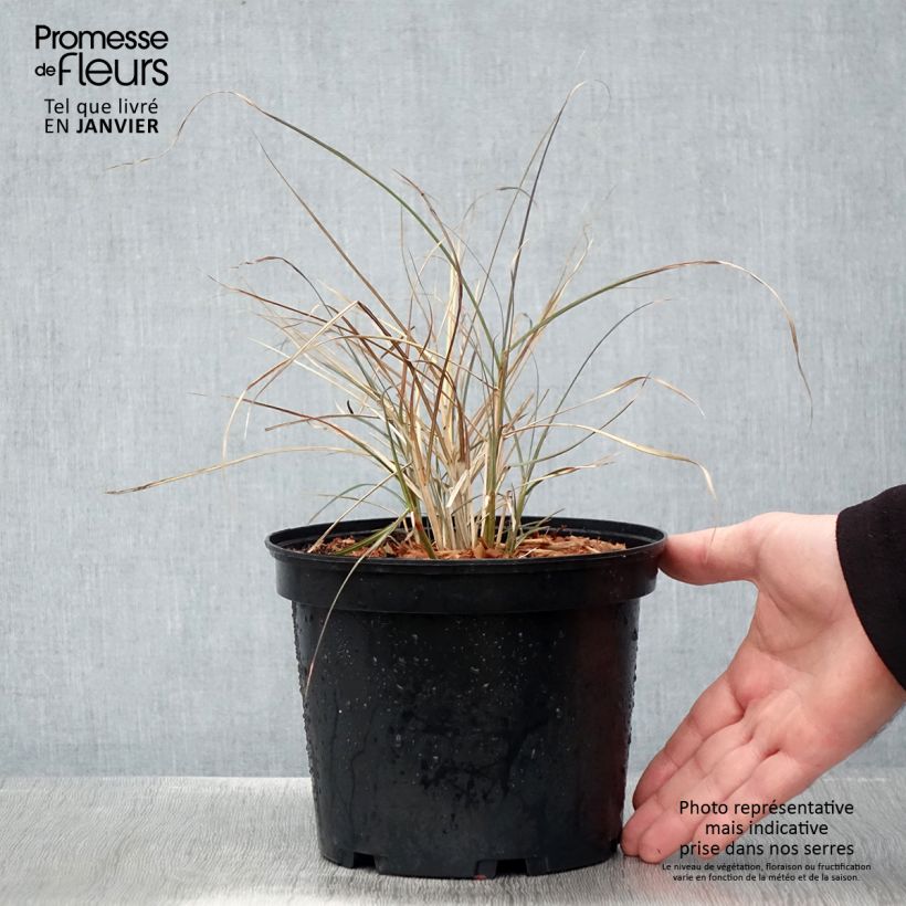 Spécimen de Miscanthus sinensis Red Chief - Roseau de Chine Pot de 1,5L/2L tel que livré en hiver