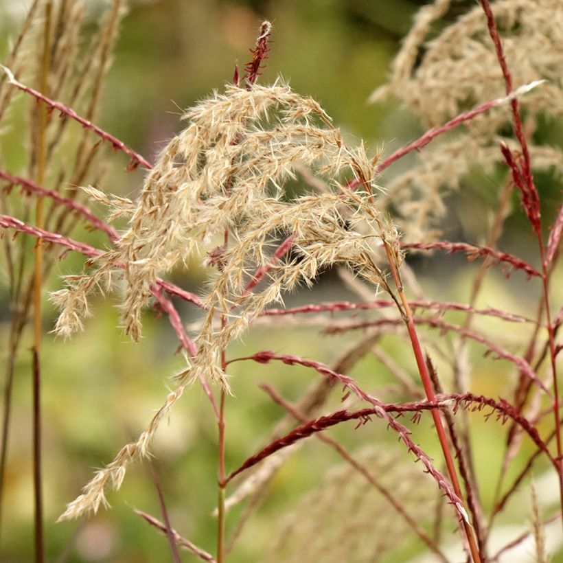 Miscanthus sinensis Samurai - Roseau de Chine (Floraison)