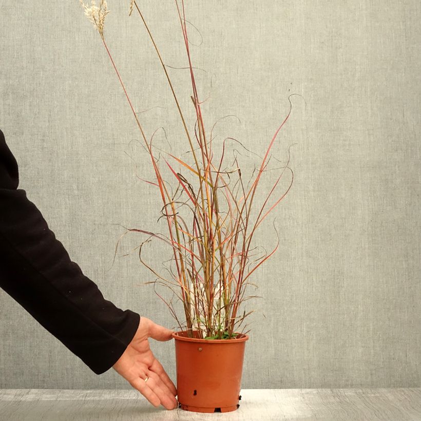Spécimen de Miscanthus sinensis Samurai - Roseau de Chine Pot de 1L/1,5L tel que livré en automne