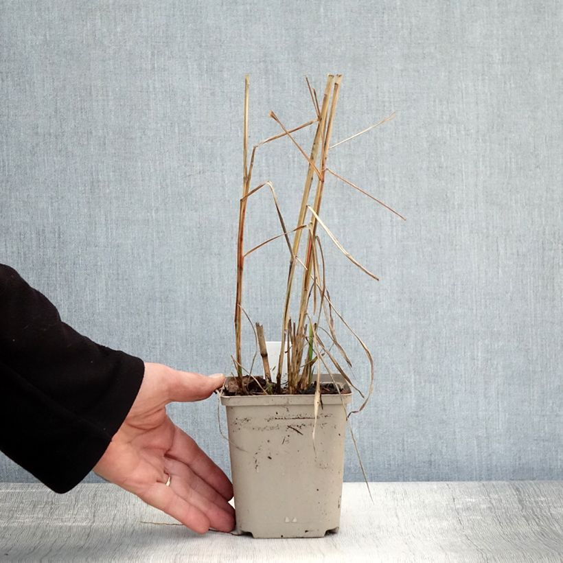 Spécimen de Miscanthus sinensis Sarabande - Eulalie, Roseau de Chine Godet de 8/9 cm tel que livré en automne