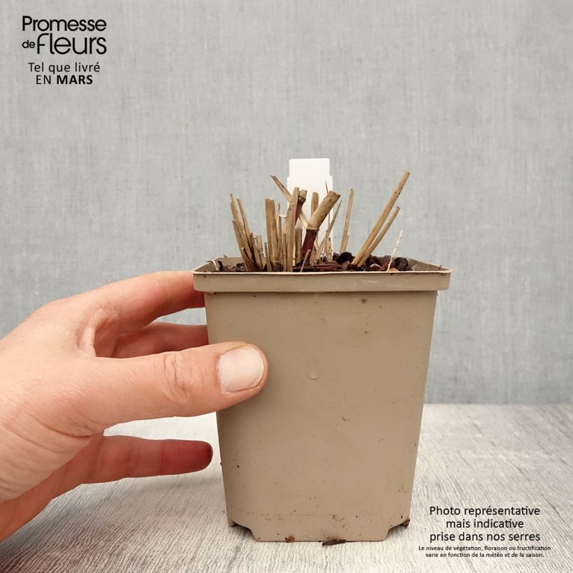 Spécimen de Miscanthus sinensis Sarabande - Eulalie, Roseau de Chine Godet de 8/9 cm tel que livré au printemps