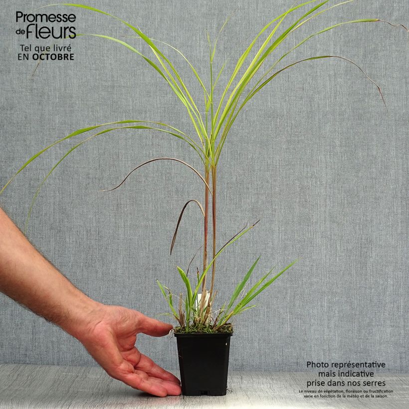 Spécimen de Miscanthus sinensis Silberfeder - Roseau de Chine Godet de 8/9 cm tel que livré en automne