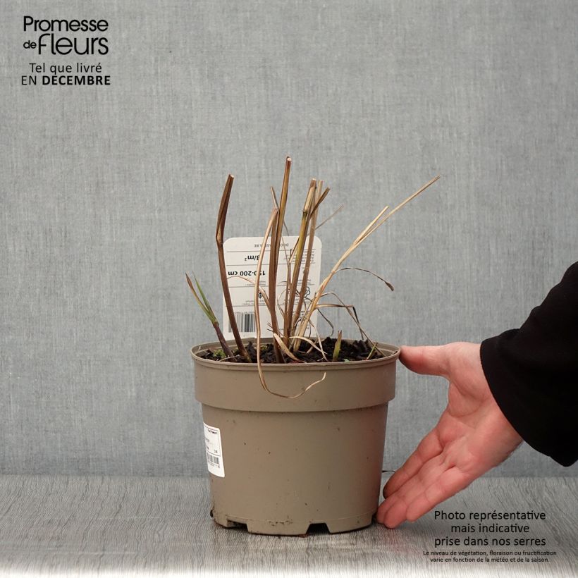 Spécimen de Miscanthus sinensis Silberfeder - Roseau de Chine Pot de 2L/3L tel que livré en automne