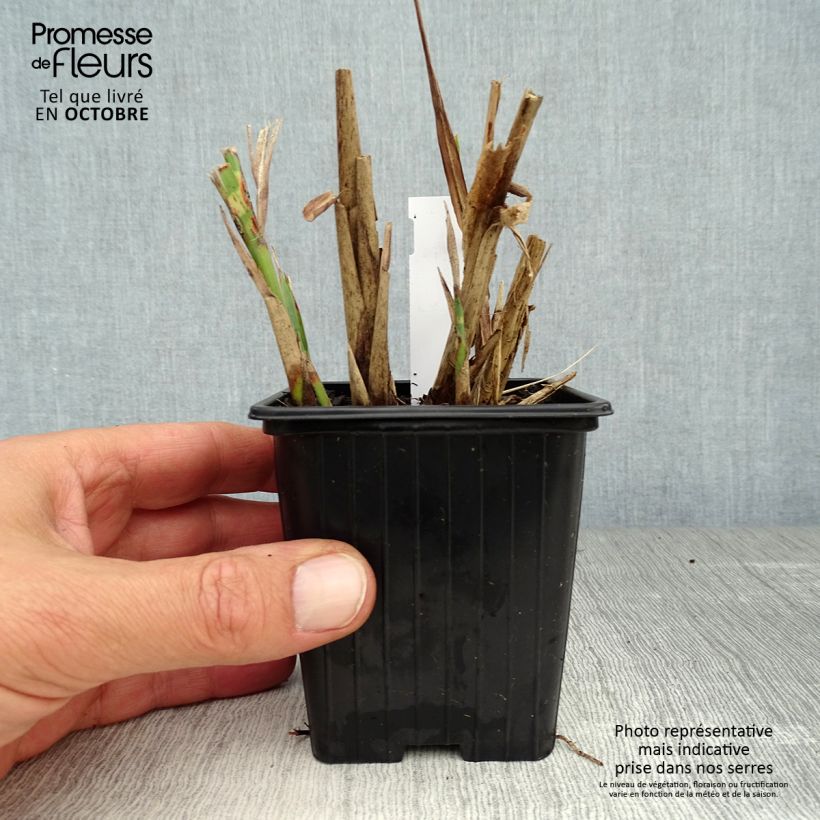 Spécimen de Miscanthus sinensis Sirene - Roseau de Chine Godet de 8/9 cm tel que livré en automne