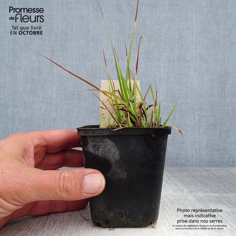 Spécimen de Miscanthus sinensis Strictus Dwarf - Roseau de Chine Godet de 8/9 cm tel que livré en automne