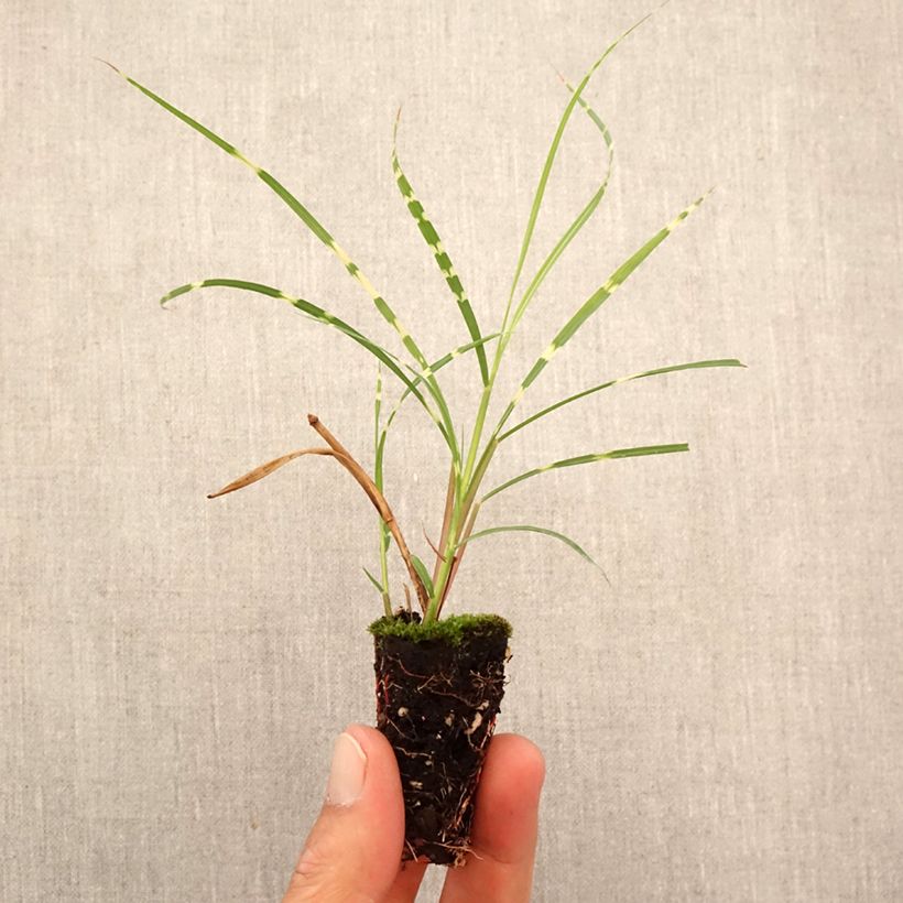 Spécimen de Miscanthus sinensis Strictus Dwarf - Roseau de Chine Mini-motte Ø 3/4 cm tel que livré en automne