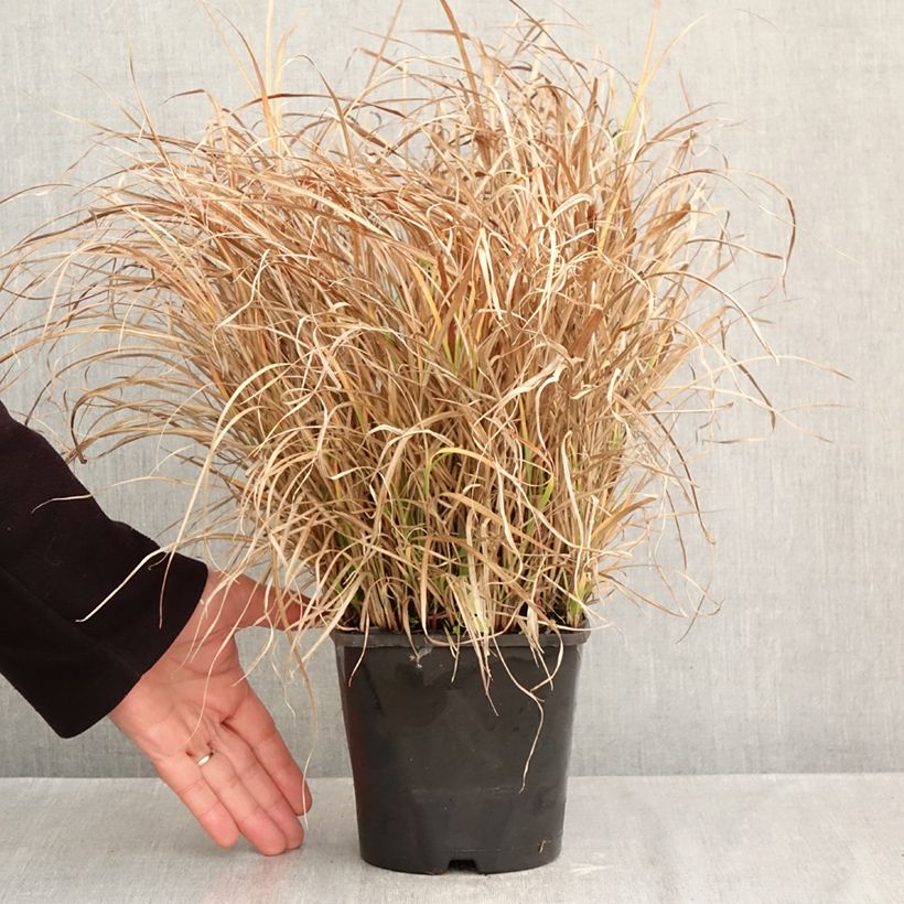 Spécimen de Miscanthus sinensis Strictus Dwarf - Roseau de Chine Pot de 2L/3L tel que livré en automne