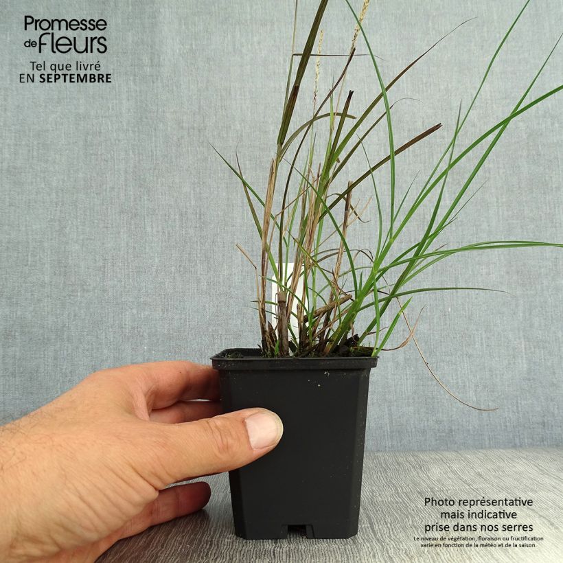 Spécimen de Miscanthus sinensis Yaku-Jima - Roseau de Chine  Godet de 8/9 cm tel que livré en automne
