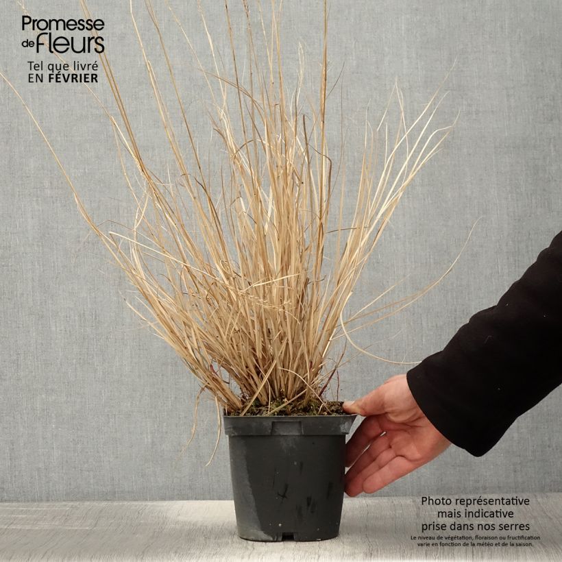 Spécimen de Miscanthus sinensis Yaku-Jima - Roseau de Chine  Pot de 2L/3L tel que livré en hiver