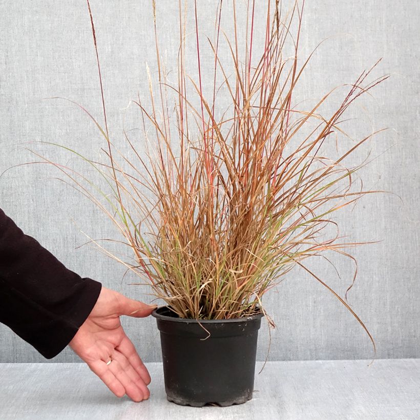 Spécimen de Miscanthus sinensis Yaku-Jima - Roseau de Chine  Pot de 2L/3L tel que livré en automne
